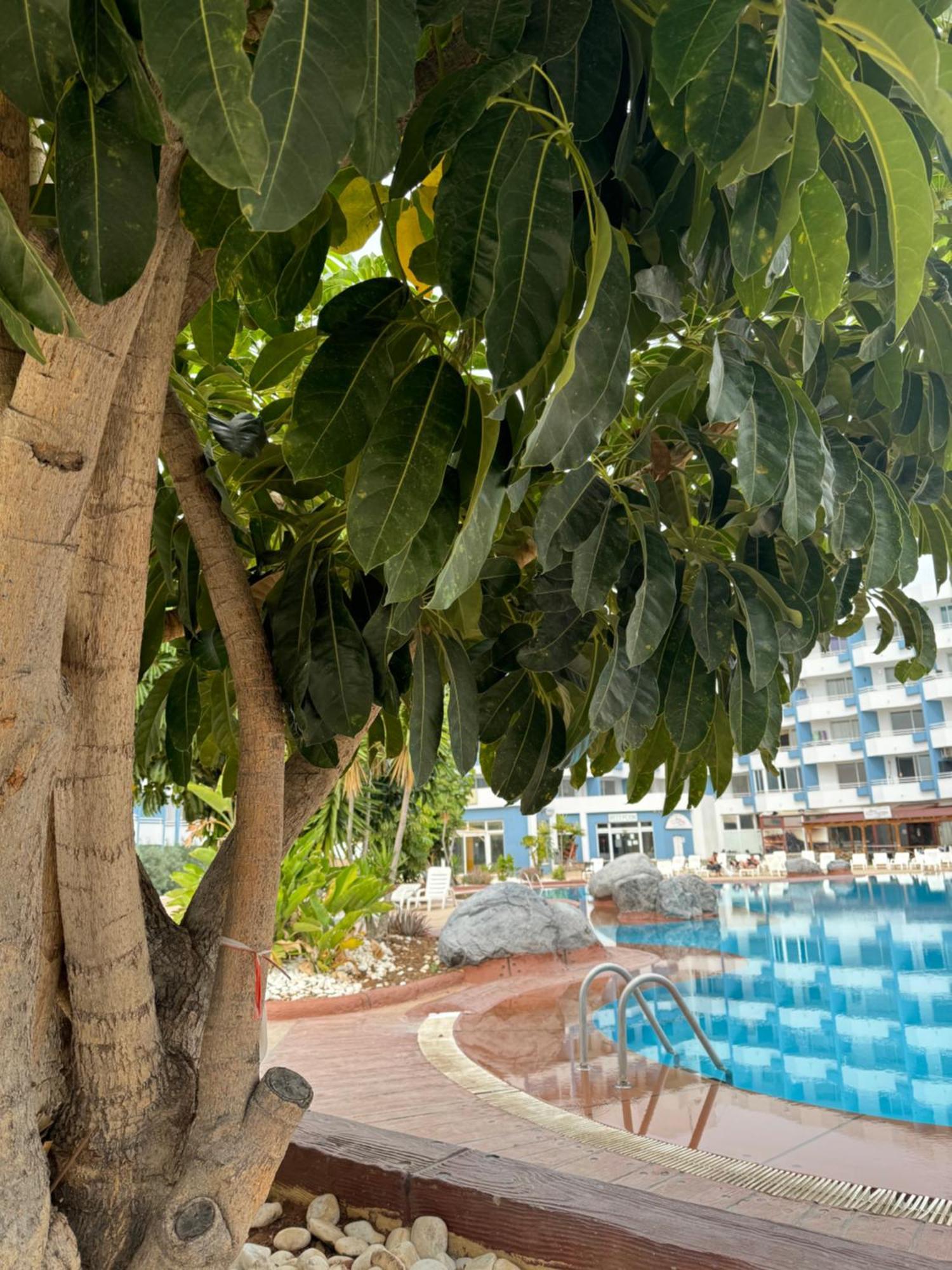 Island Paradise At Green Park San Miguel de Abona Exterior photo